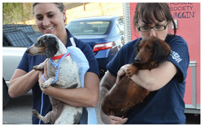 Austin Humane Society staffers help transport dogs to safety