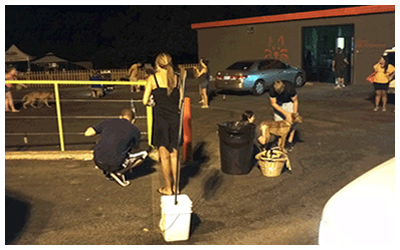 Austin Pets Alive! at 2 am, with dogs from the Bastrop Animal Shelter